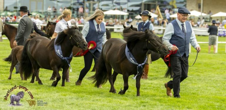 shetland pony show news