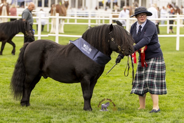 Shetland Pony Show News