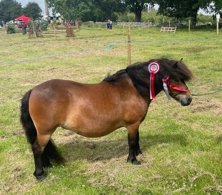 shetland pony news