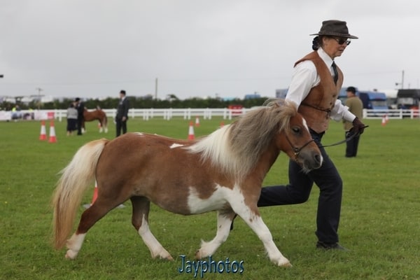 shetland pony news