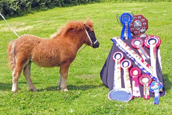 shetland pony news