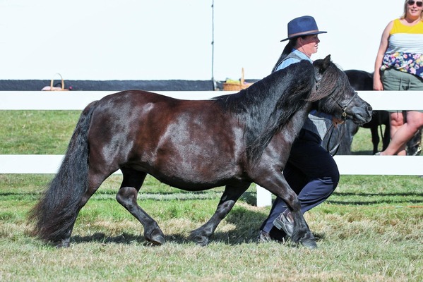 shetland pony news