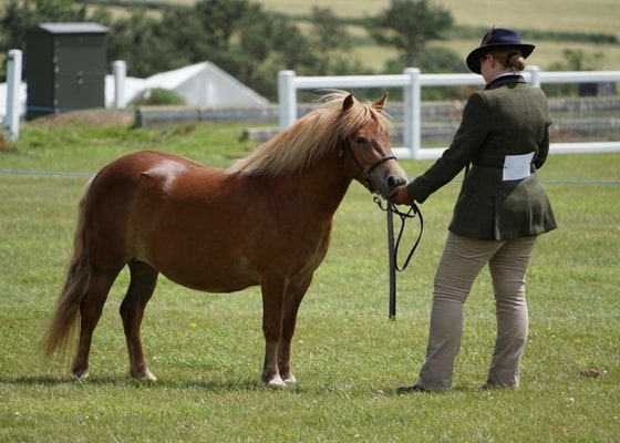 shetland pony show news