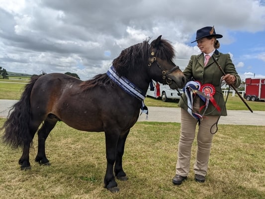 shetland pony news