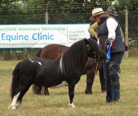 shetland pony show