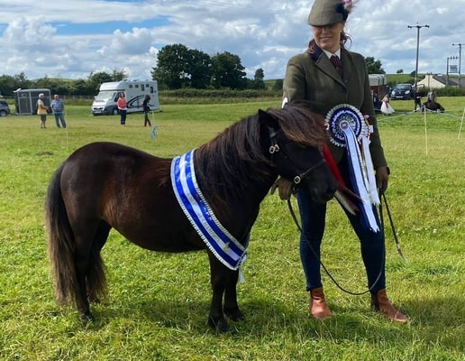 shetland pony news