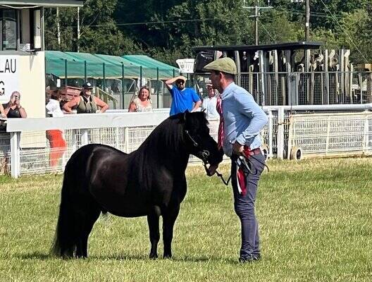 shetland pony news