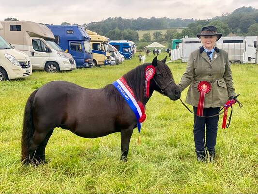 shetland pony news