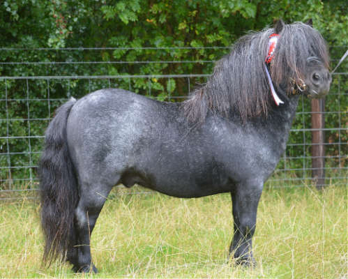 shetland pony news