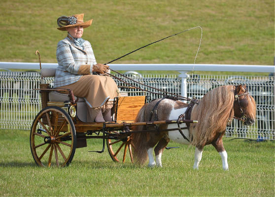 shetland pony news