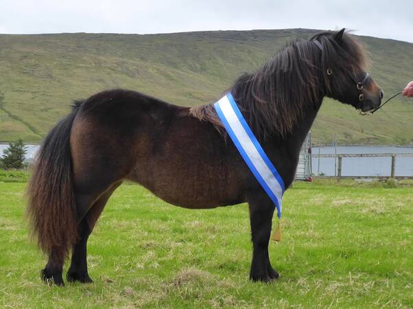 shetland pony news