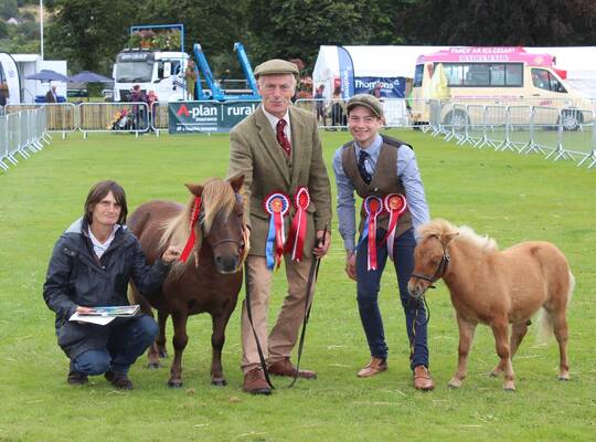 shetland pony news