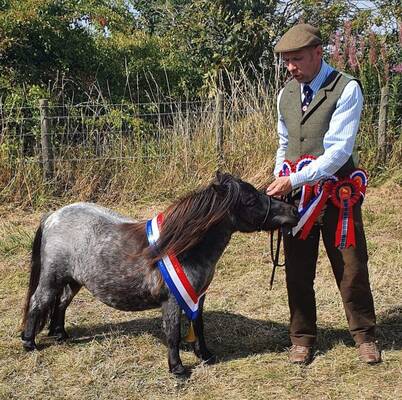 shetland pony news