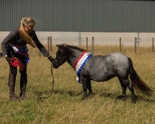 shetland pony news