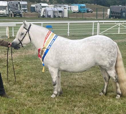 shetland pony news