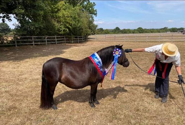 shetland pony news