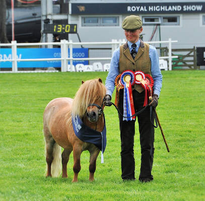 shetland pony news