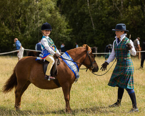 shetland pony news