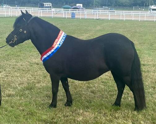 shetland pony news