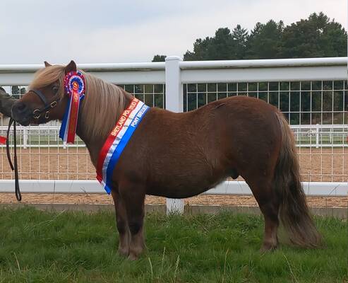 shetland pony gelding