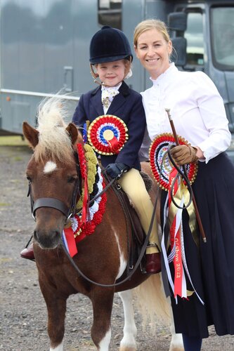 shetland pony news