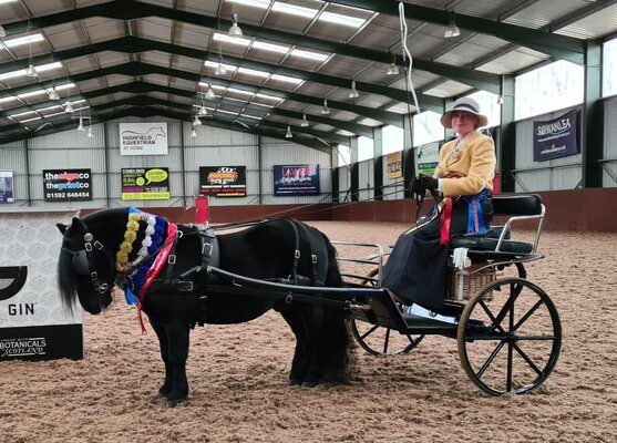 shetland pony news driving