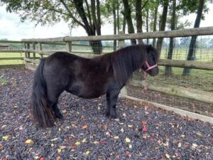 mini shetland pony for sale