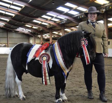 shetland pony news