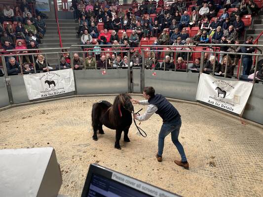 shetland pony news