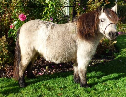 shetland pony news