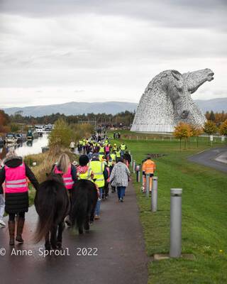 shetland pony news