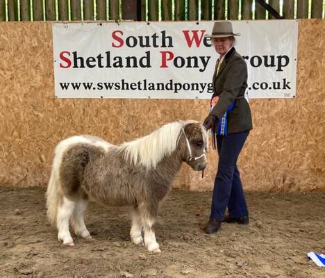 Shetland pony show result
