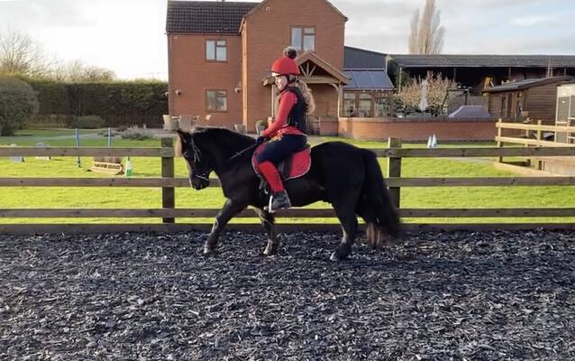 shetland pony for sale