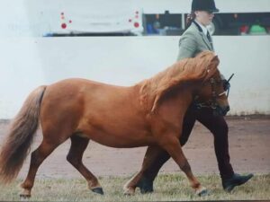 Shetland pony mare for sale