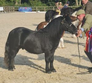 shetland pony for sale wales