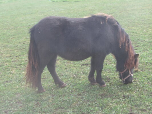 Shetland Pony Filly For Sale Scotland