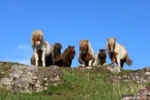 Brygarth Shetlands