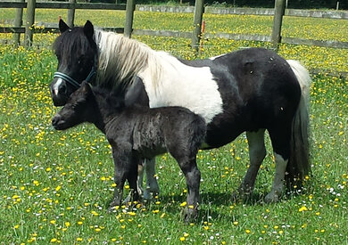 Westbridgepark Shetland Pony