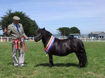 Bellever Shetland Ponies