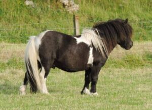 Benston Miniature Shetland Pony