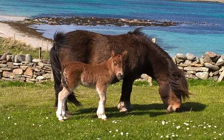 Grutness Shetland Pony