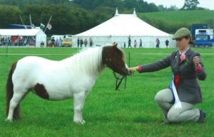 Henhope Shetland pony