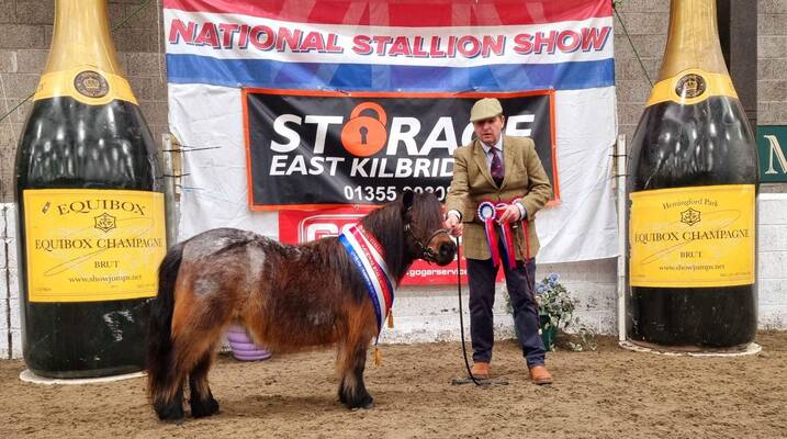 shetland pony show