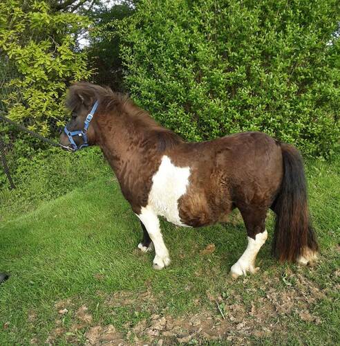 shetland pony filly for sale