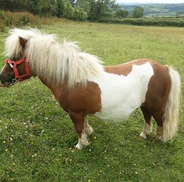 mini shetland stallion for sale
