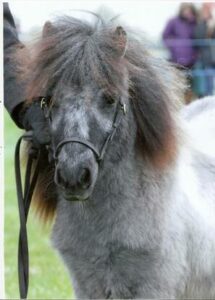 Ardanbeag Miniature Shetlands