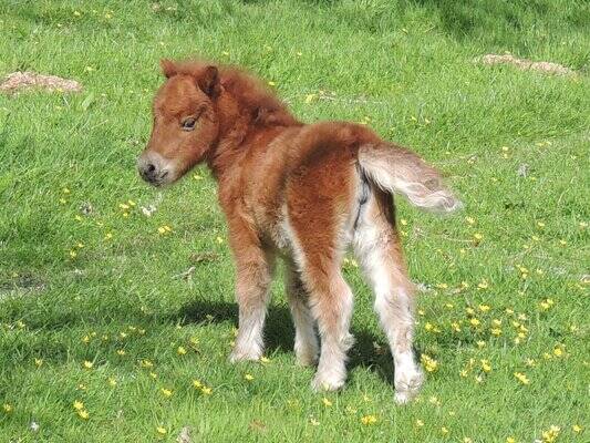 shetland pony mini foal