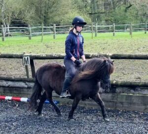 black shetland for sale