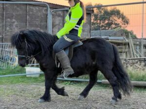 shetland pony filly