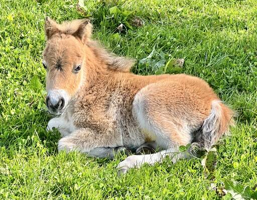 shetland foal